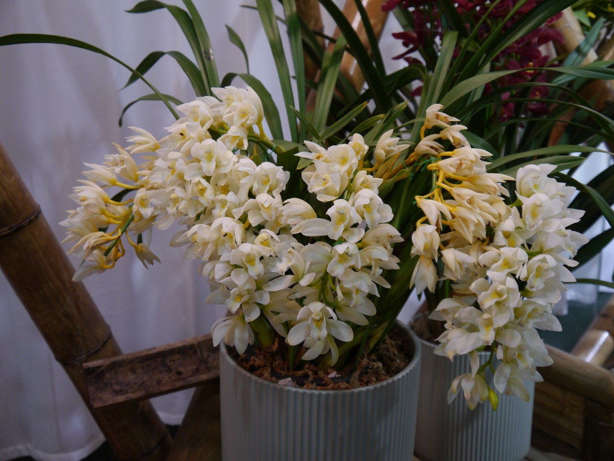 江南行之南京篇--中山植物园赏花（1）