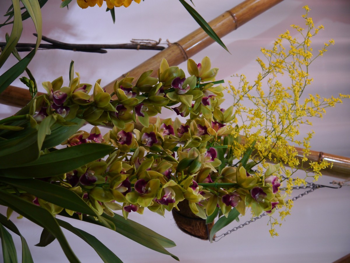 江南行之南京篇--中山植物园赏花（1）