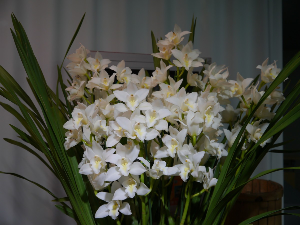 江南行之南京篇--中山植物园赏花（1）