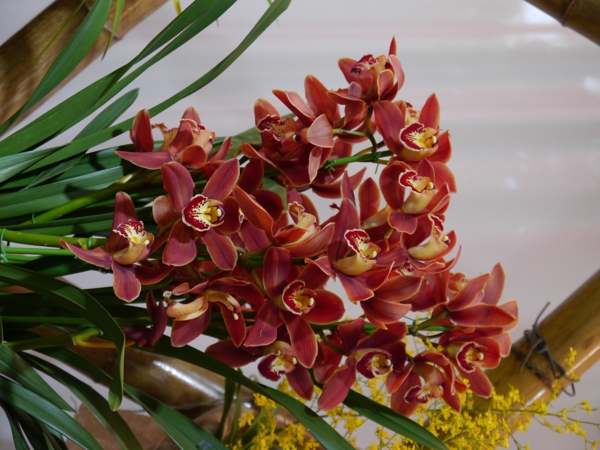 江南行之南京篇--中山植物园赏花（1）