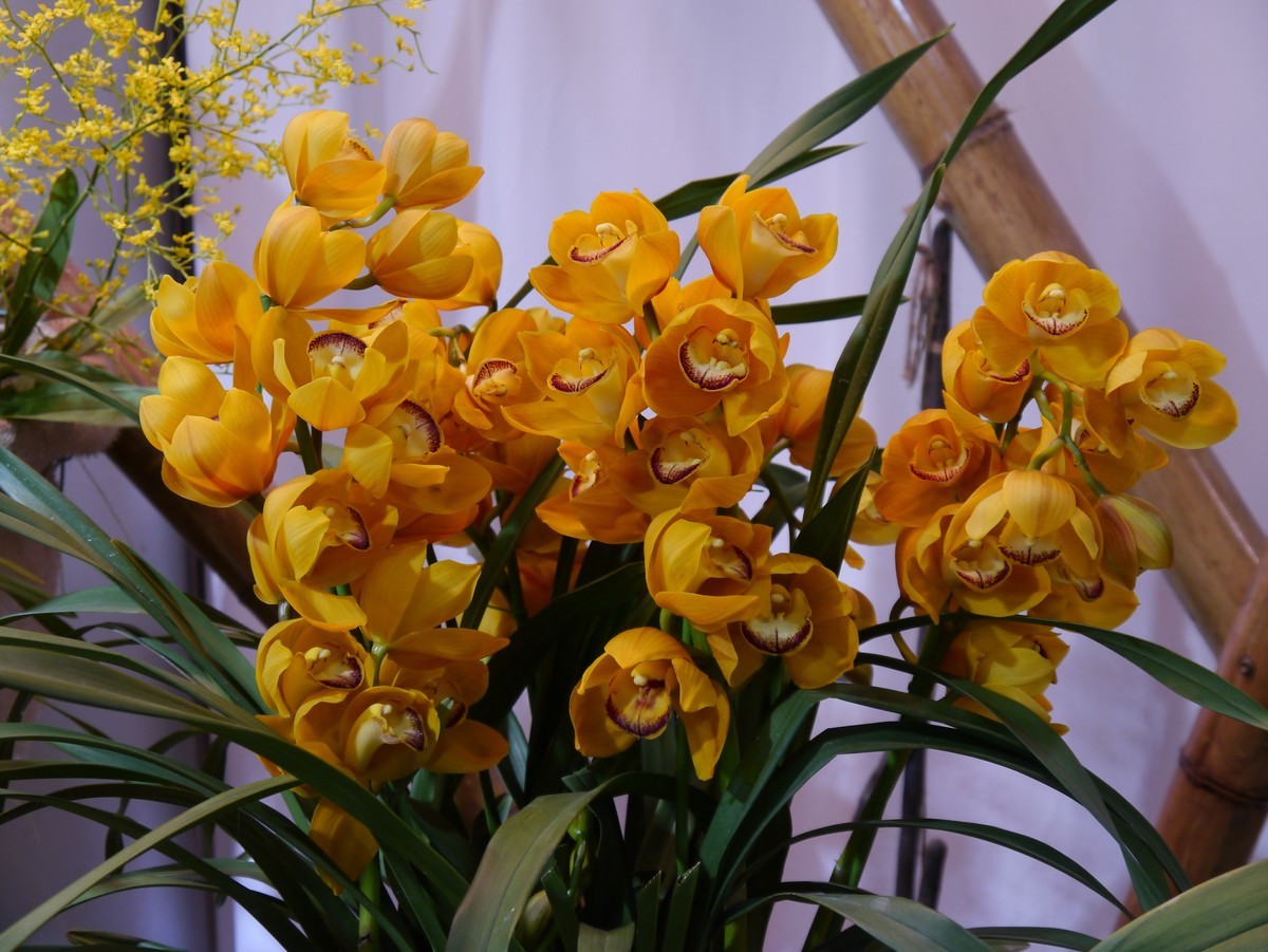 江南行之南京篇--中山植物园赏花（1）