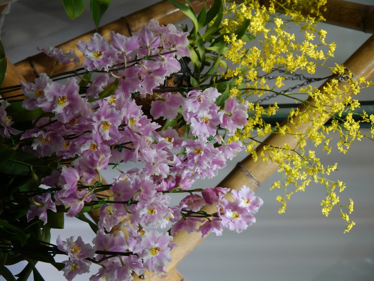 江南行之南京篇--中山植物园赏花（2）