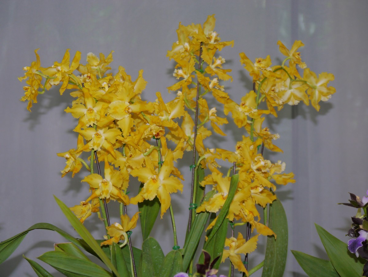 江南行之南京篇--中山植物园赏花（2）