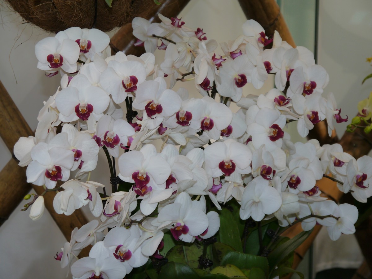 江南行之南京篇--中山植物园赏花（2）