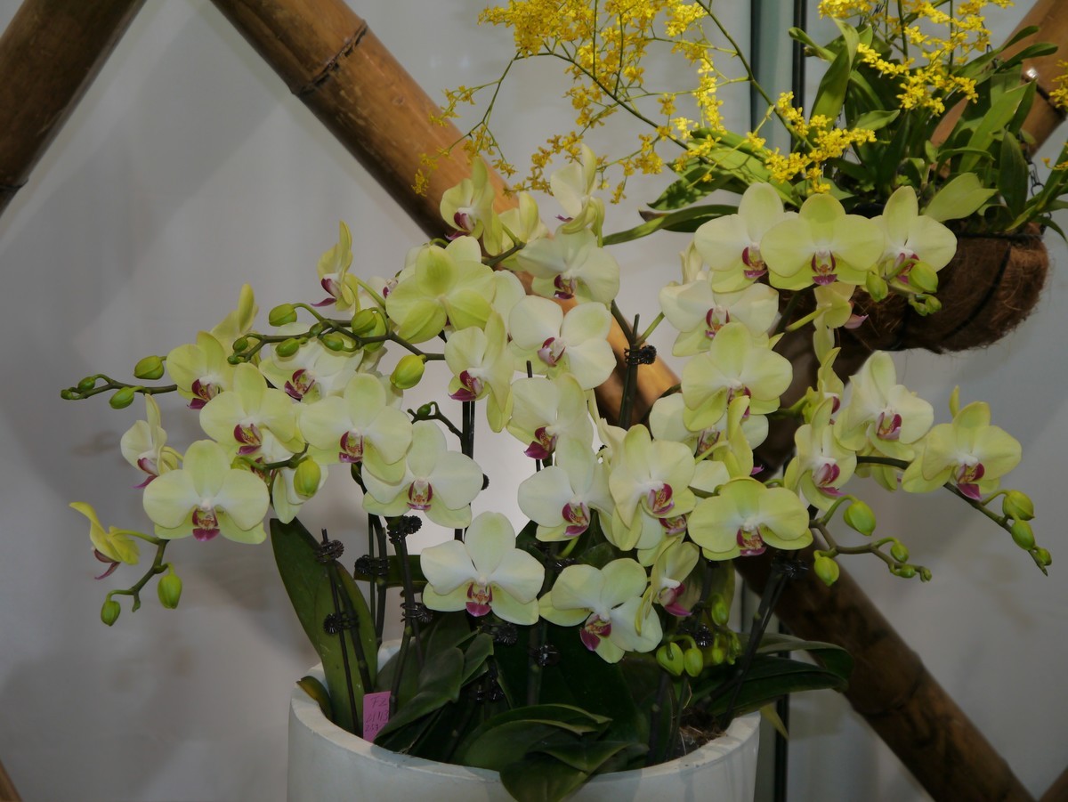 江南行之南京篇--中山植物园赏花（2）