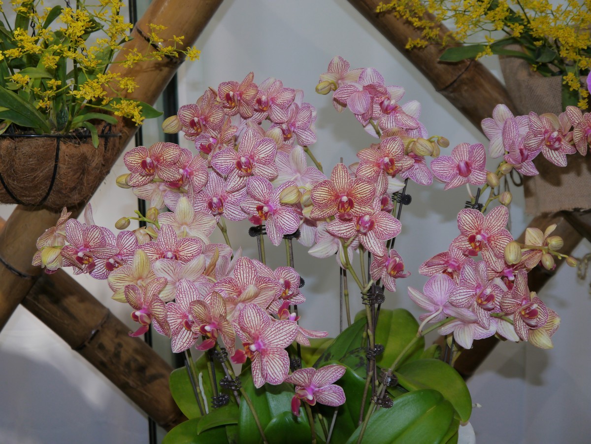 江南行之南京篇--中山植物园赏花（2）