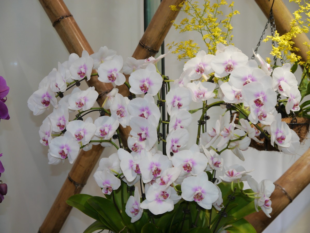 江南行之南京篇--中山植物园赏花（2）