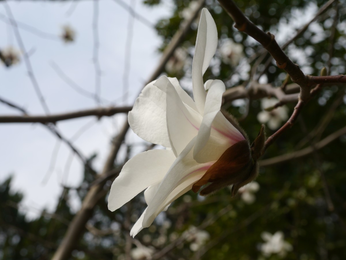 江南行之南京篇--中山植物园赏花（4）