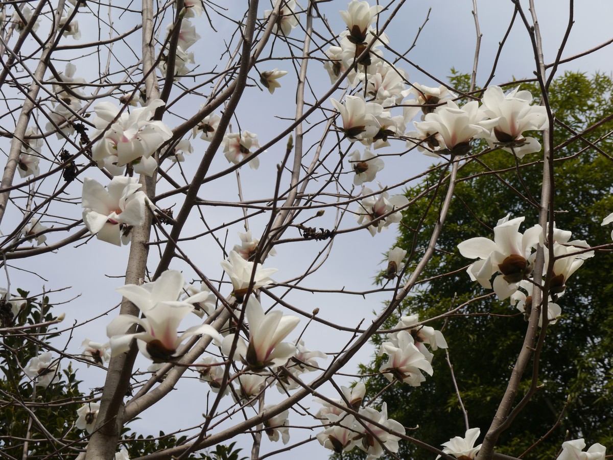 江南行之南京篇--中山植物园赏花（4）
