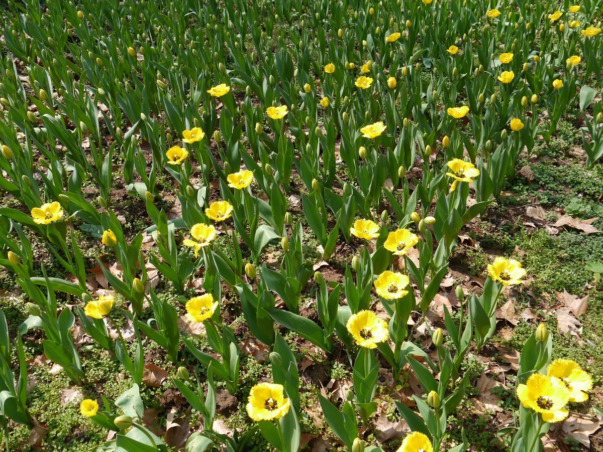 江南行之南京篇--中山植物园赏花（4）