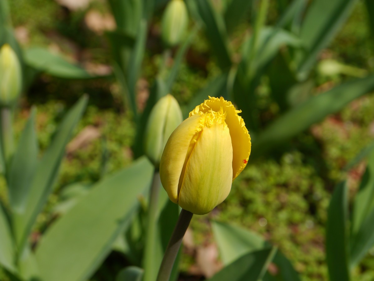 江南行之南京篇--中山植物园赏花（4）