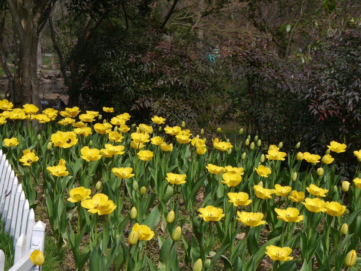 江南行之南京篇--中山植物园赏花（4）