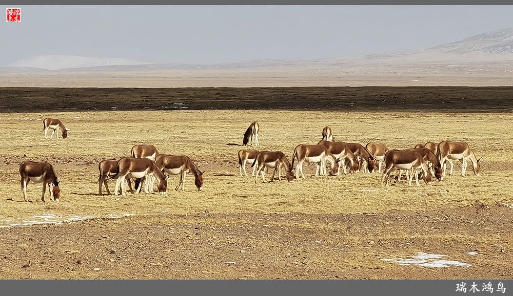 【甘青大环线】18.走上青藏高原眺望巍巍昆仑