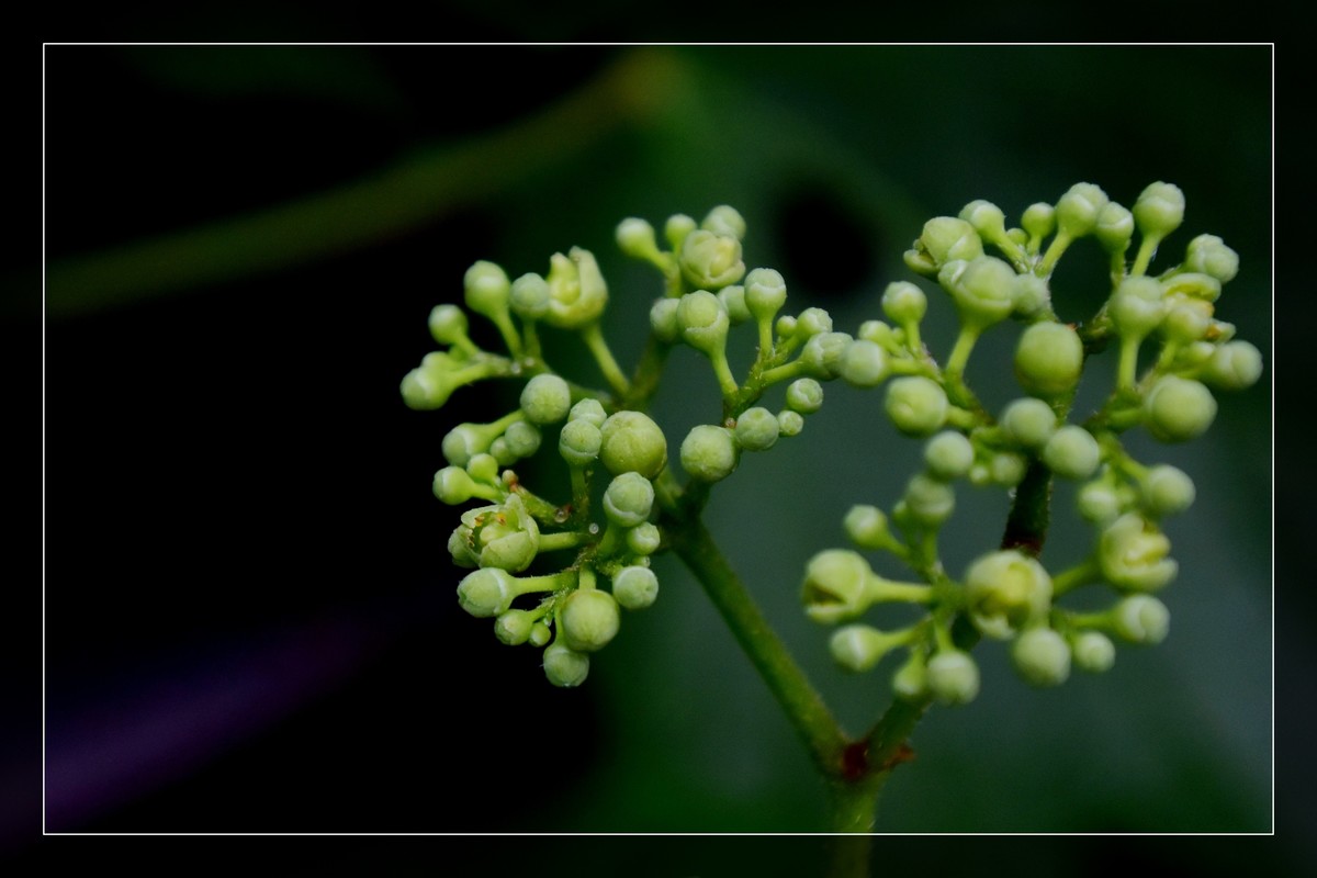 花花草草（十六）— 蛇葡萄