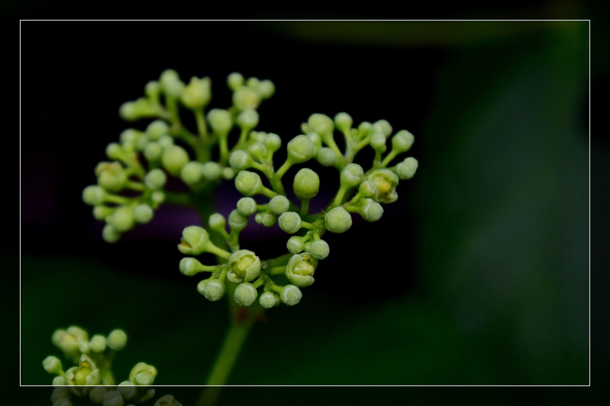 花花草草（十六）— 蛇葡萄