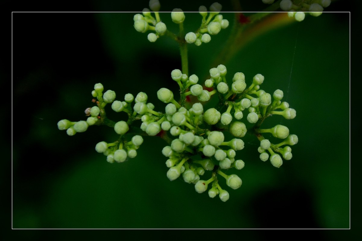花花草草（十六）— 蛇葡萄
