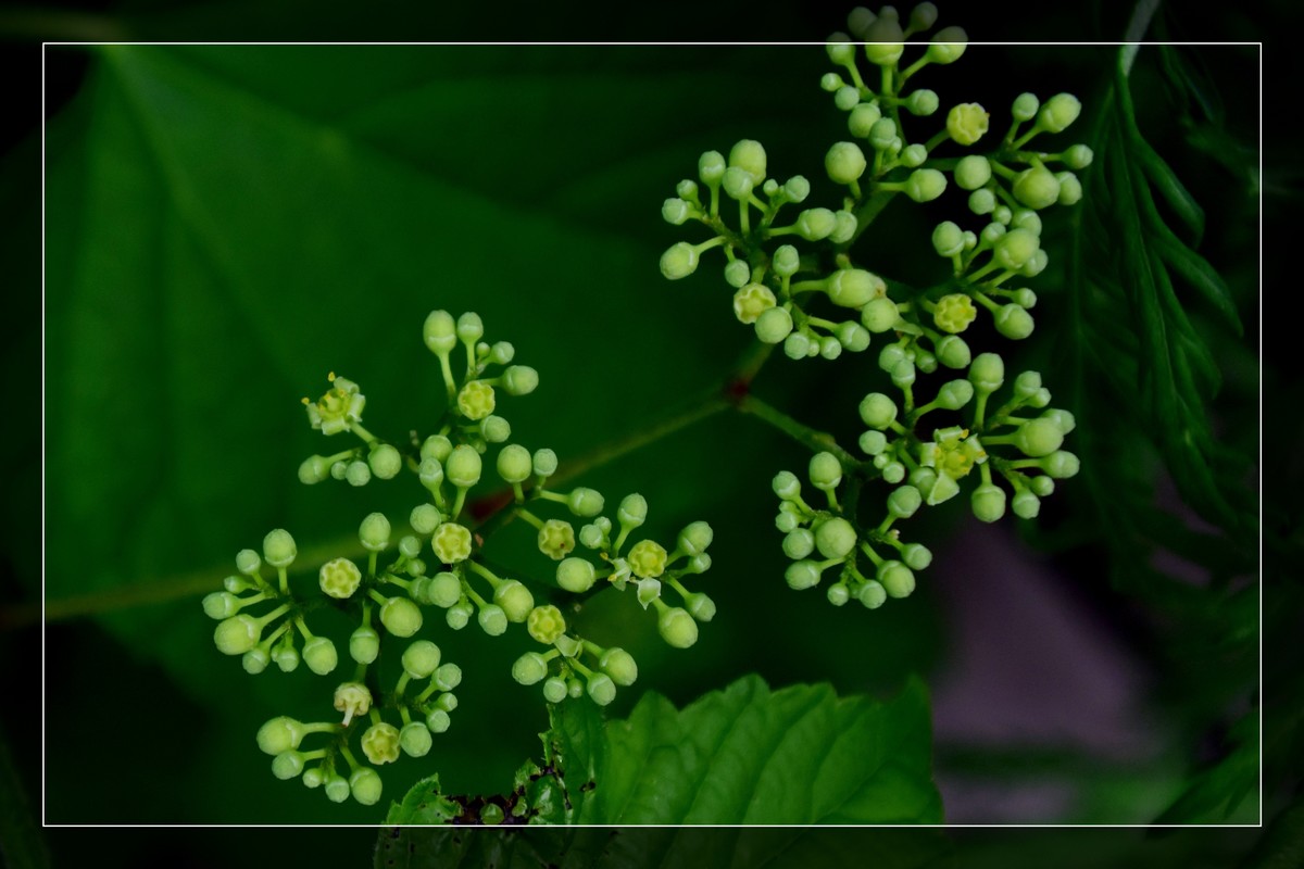 花花草草（十六）— 蛇葡萄