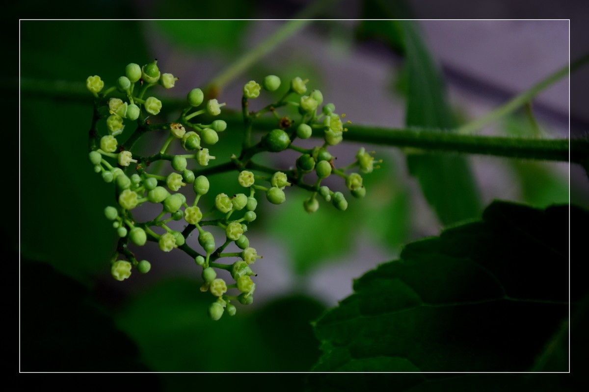花花草草（十六）— 蛇葡萄