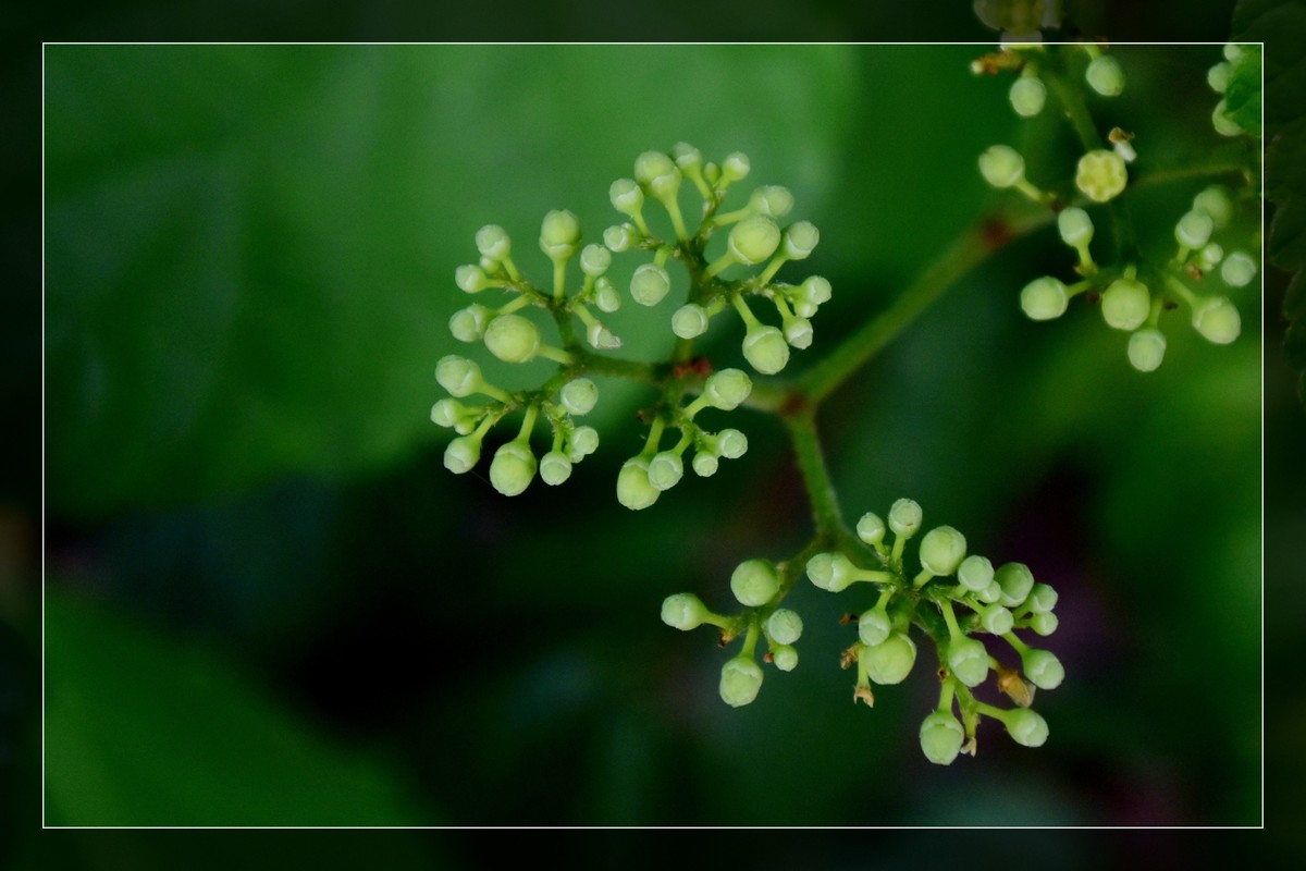 花花草草（十六）— 蛇葡萄