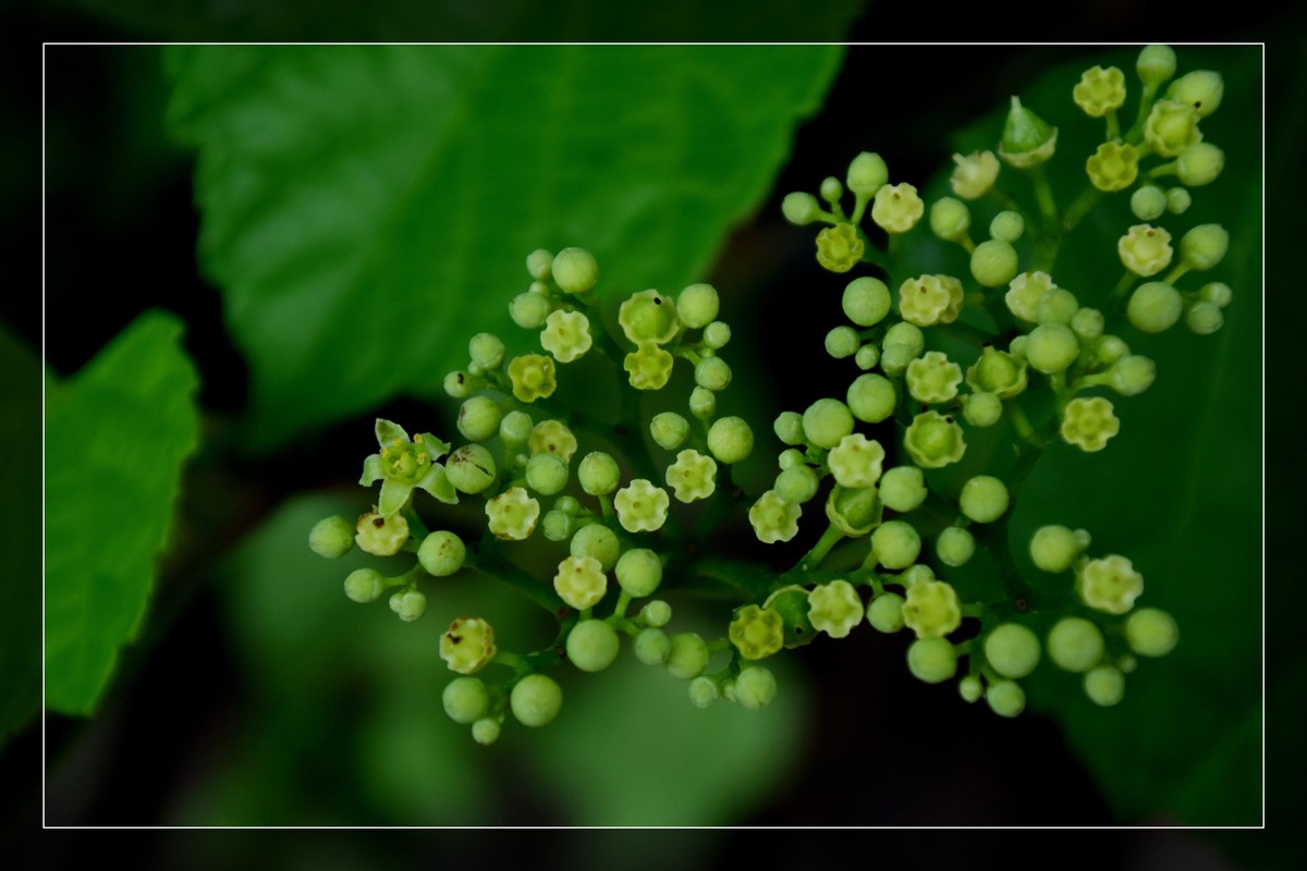 花花草草（十六）— 蛇葡萄
