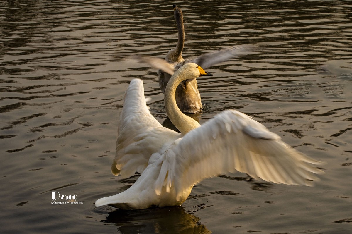 舞动的天使（85）