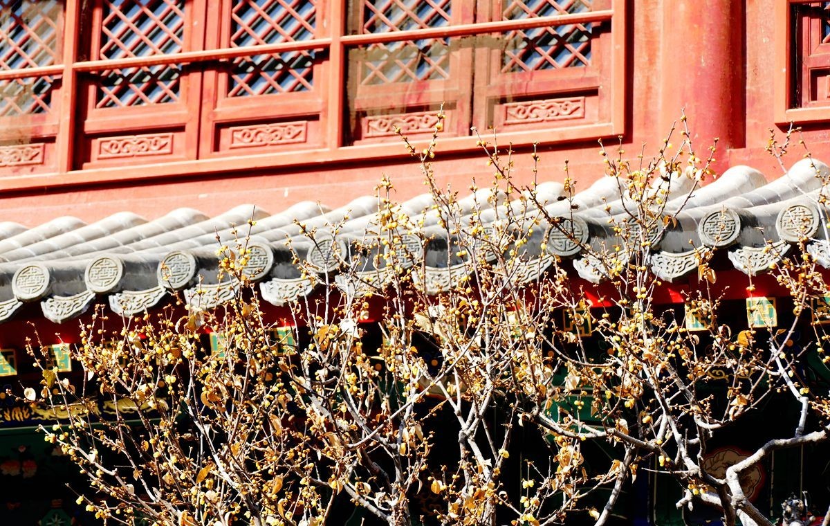 初春的卧佛寺【上】