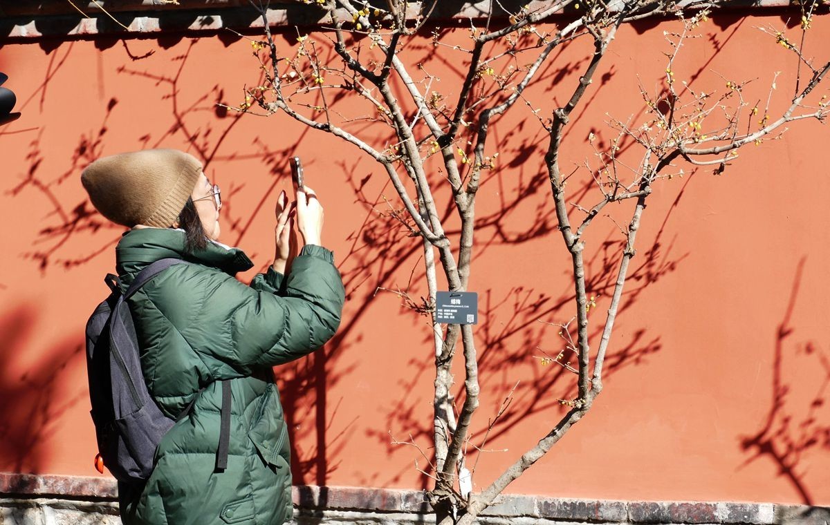 初春的卧佛寺【上】