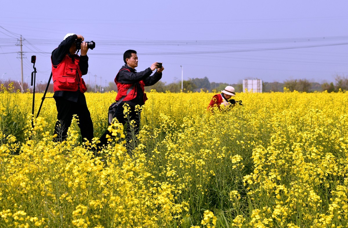 花香吸引摄影爱好者
