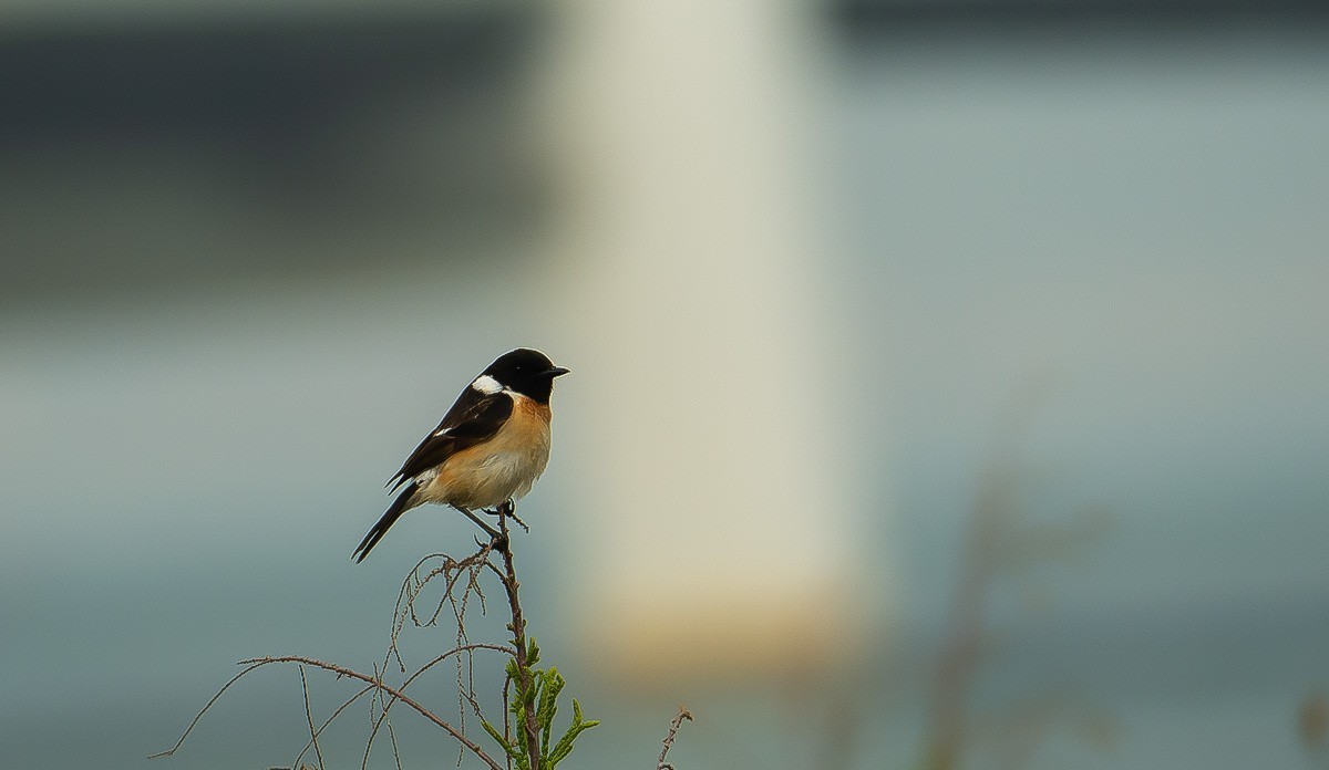 入手Z28-400头试拍