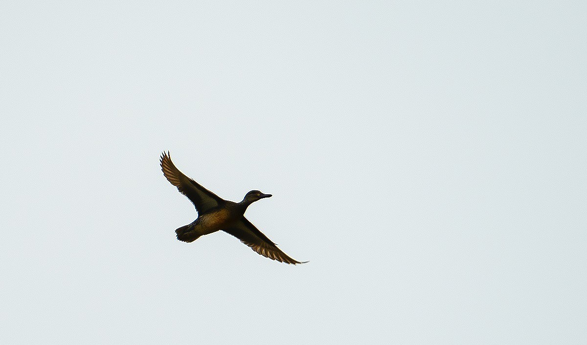 入手Z28-400头试拍