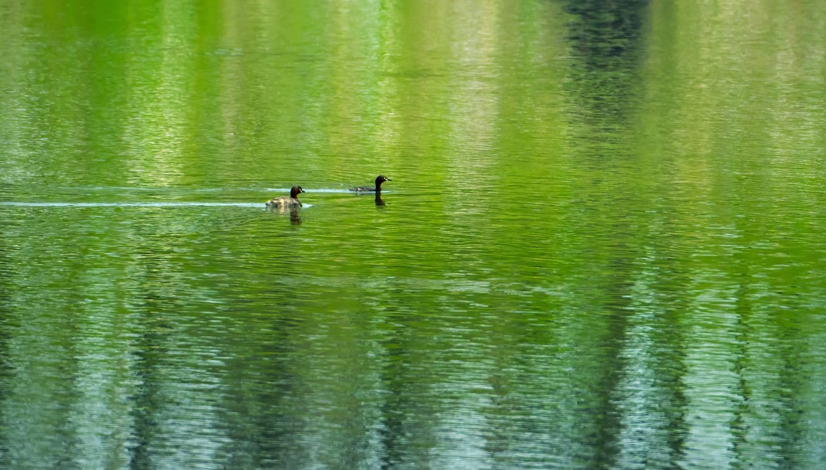 入手Z28-400头试拍