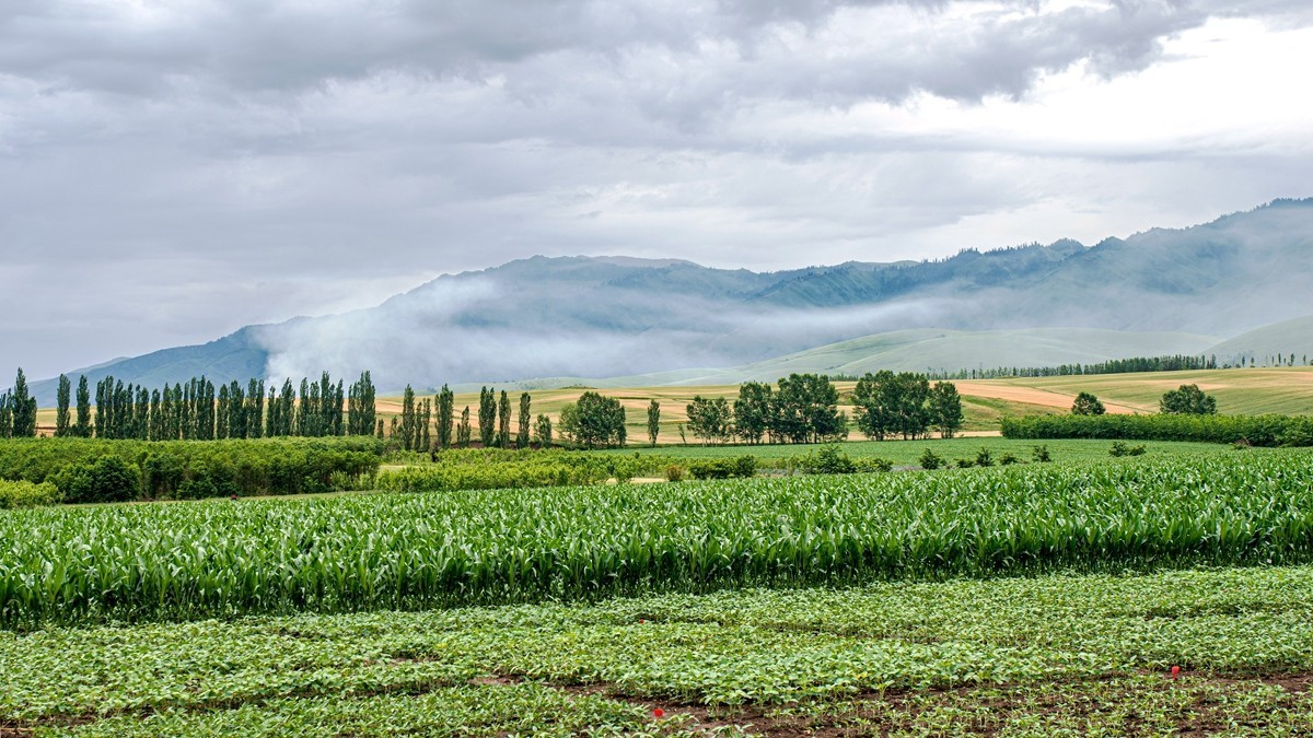 那拉提河谷草原【4】