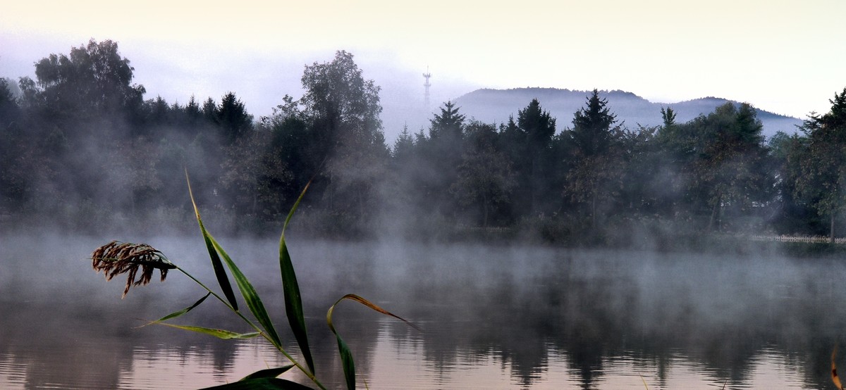 晨雾中的的公园