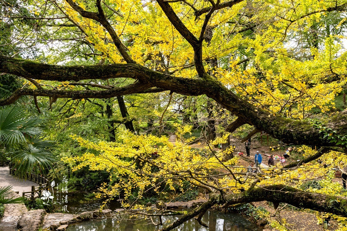 贵州省，盘州市，妥乐村古银杏树。