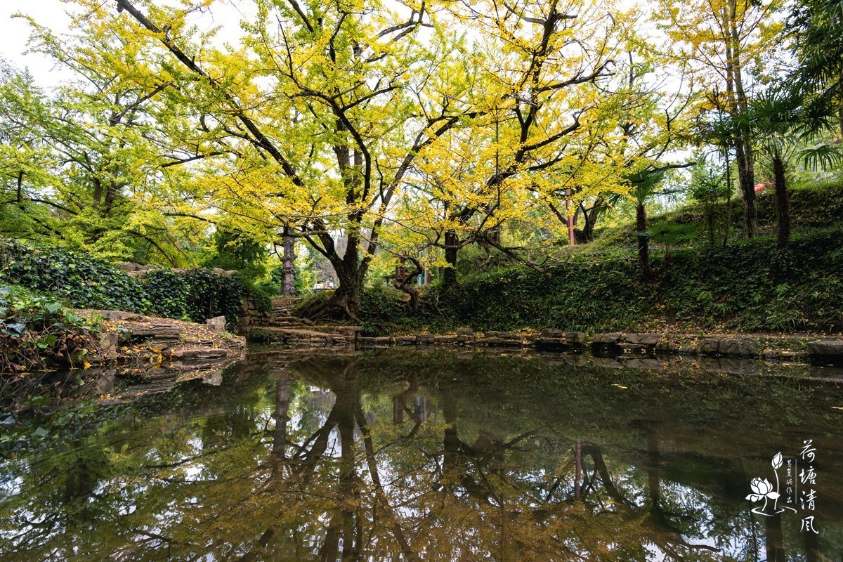 贵州省，盘州市，妥乐村古银杏树。