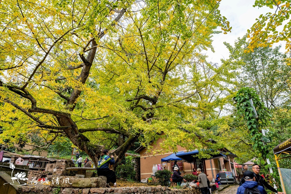 贵州省，盘州市，妥乐村古银杏树。