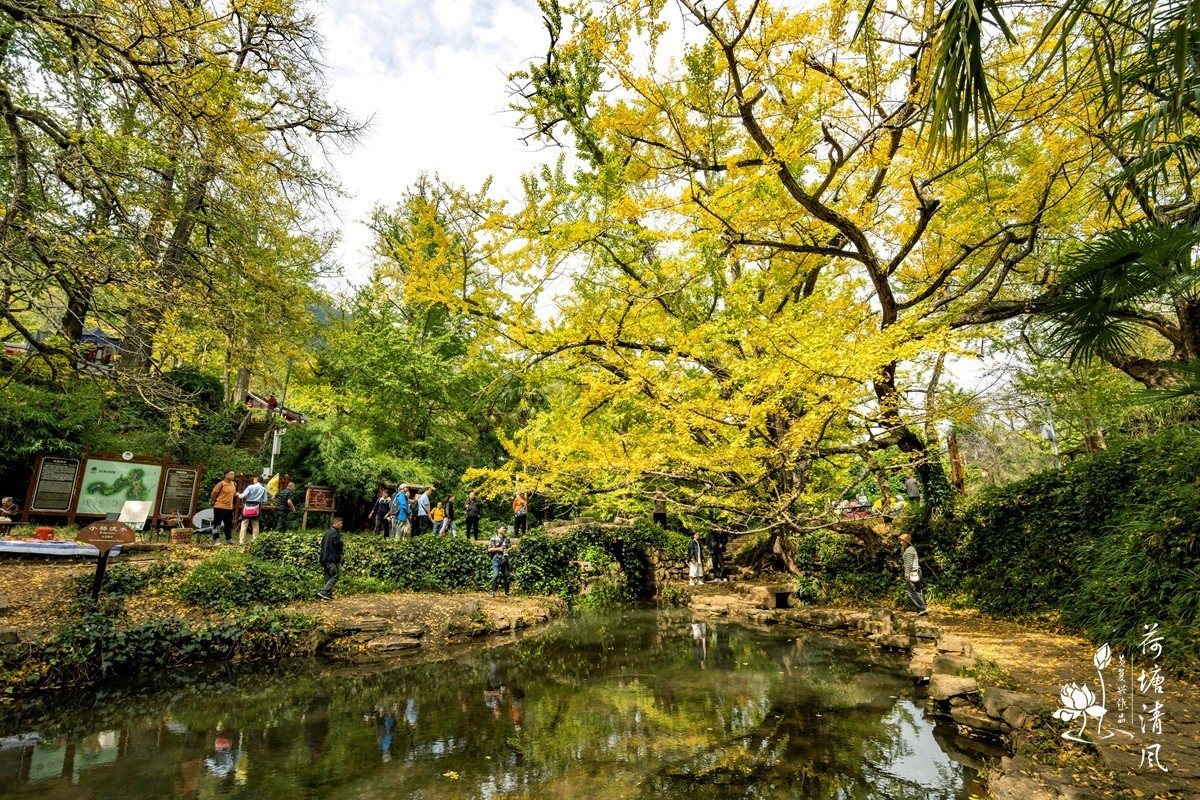 贵州省，盘州市，妥乐村古银杏树。
