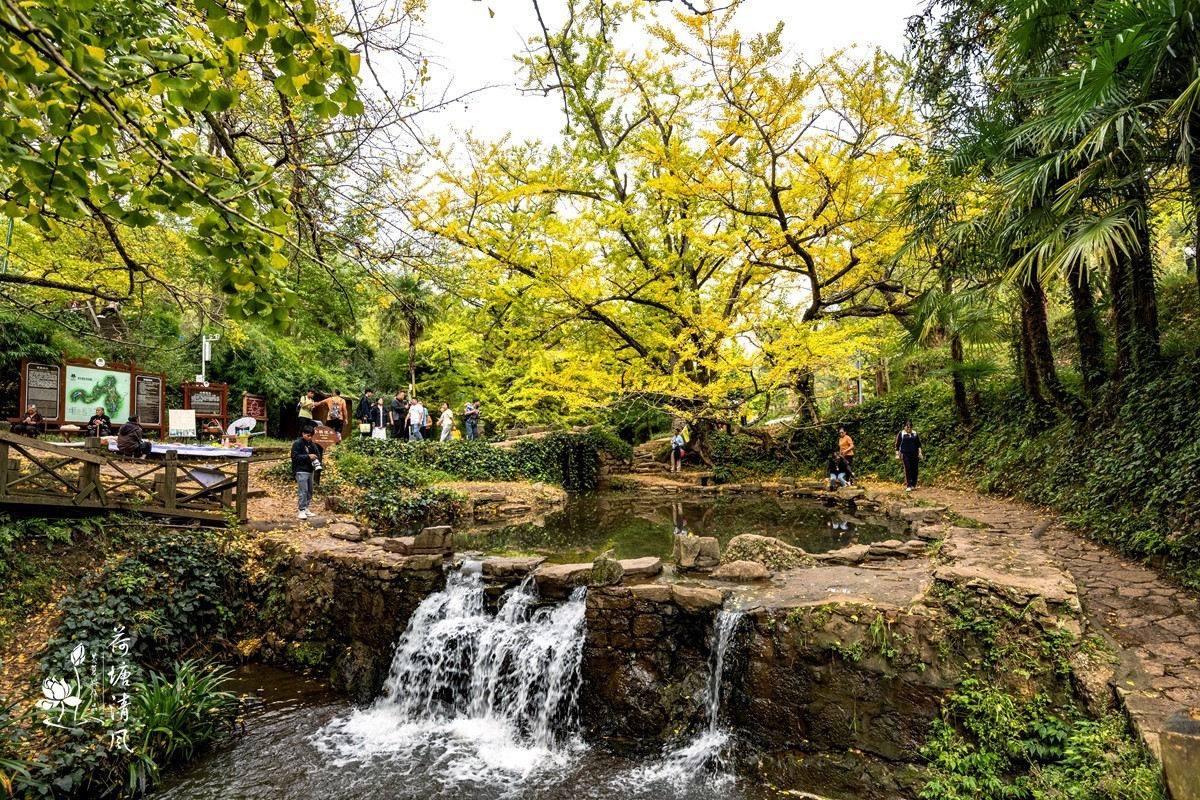 贵州省，盘州市，妥乐村古银杏树。