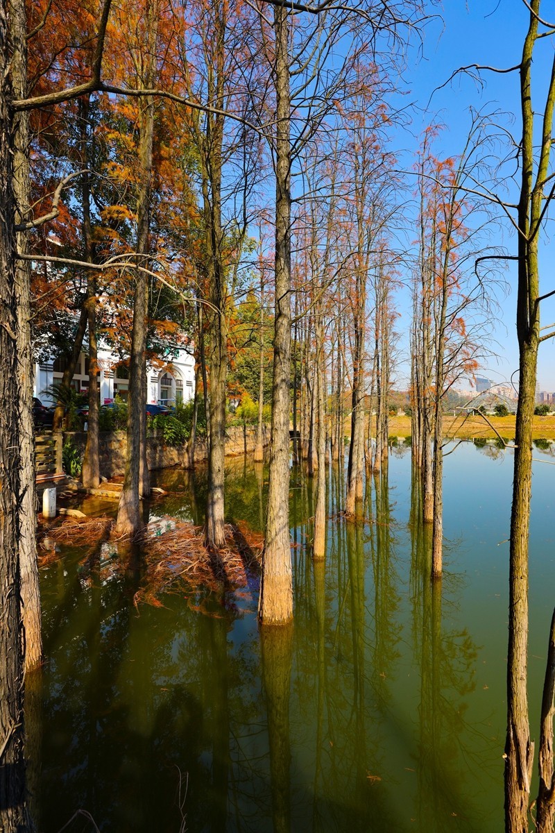 湖南省植物园--水杉林2