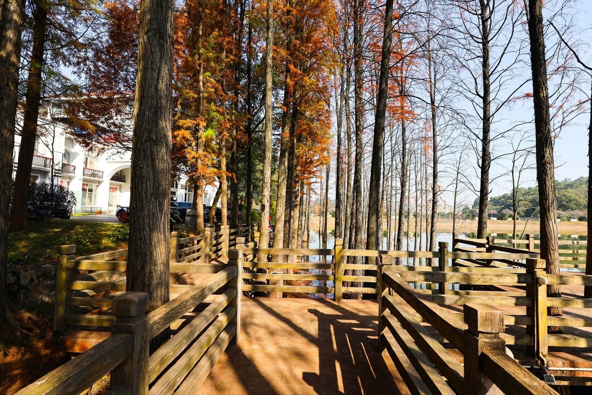 湖南省植物园--水杉林2