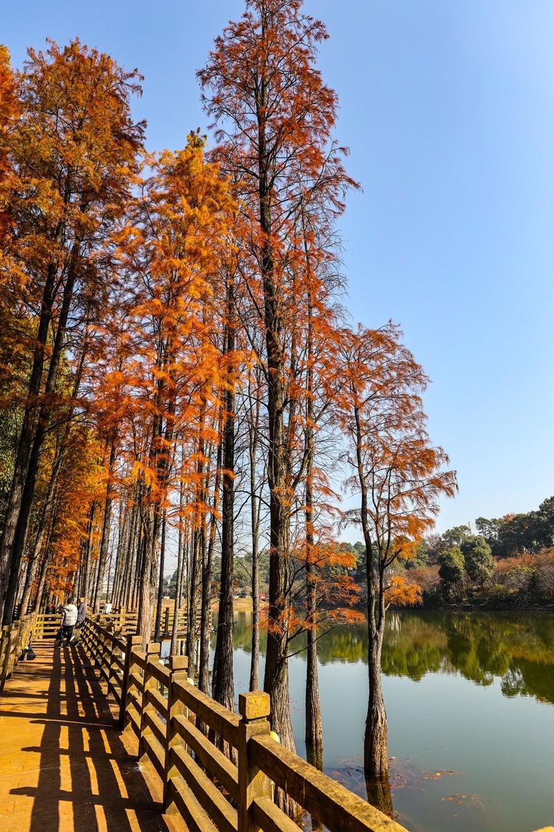 湖南省植物园--水杉林2
