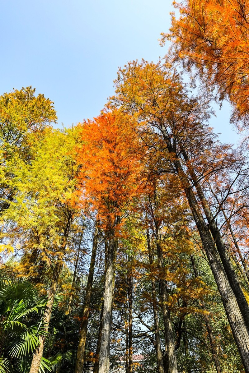 湖南省植物园--水杉林2