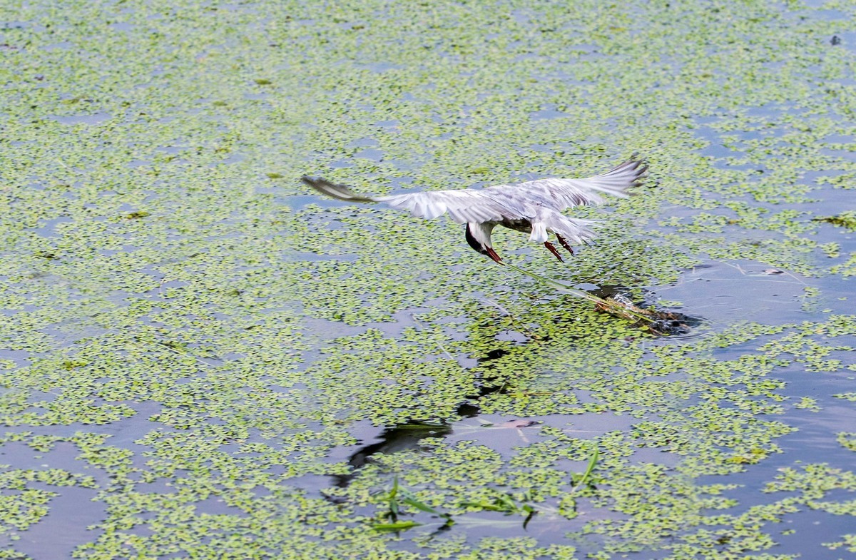 须浮鸥（二十二）
