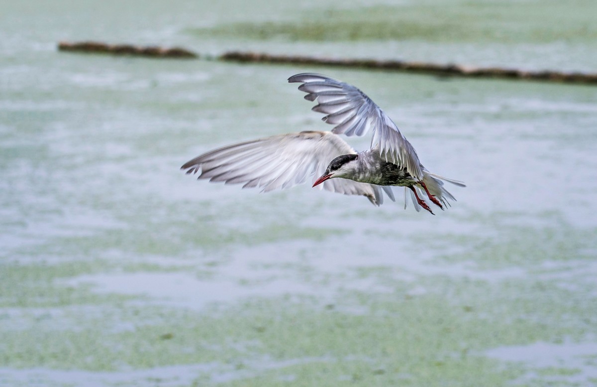 须浮鸥（二十二）