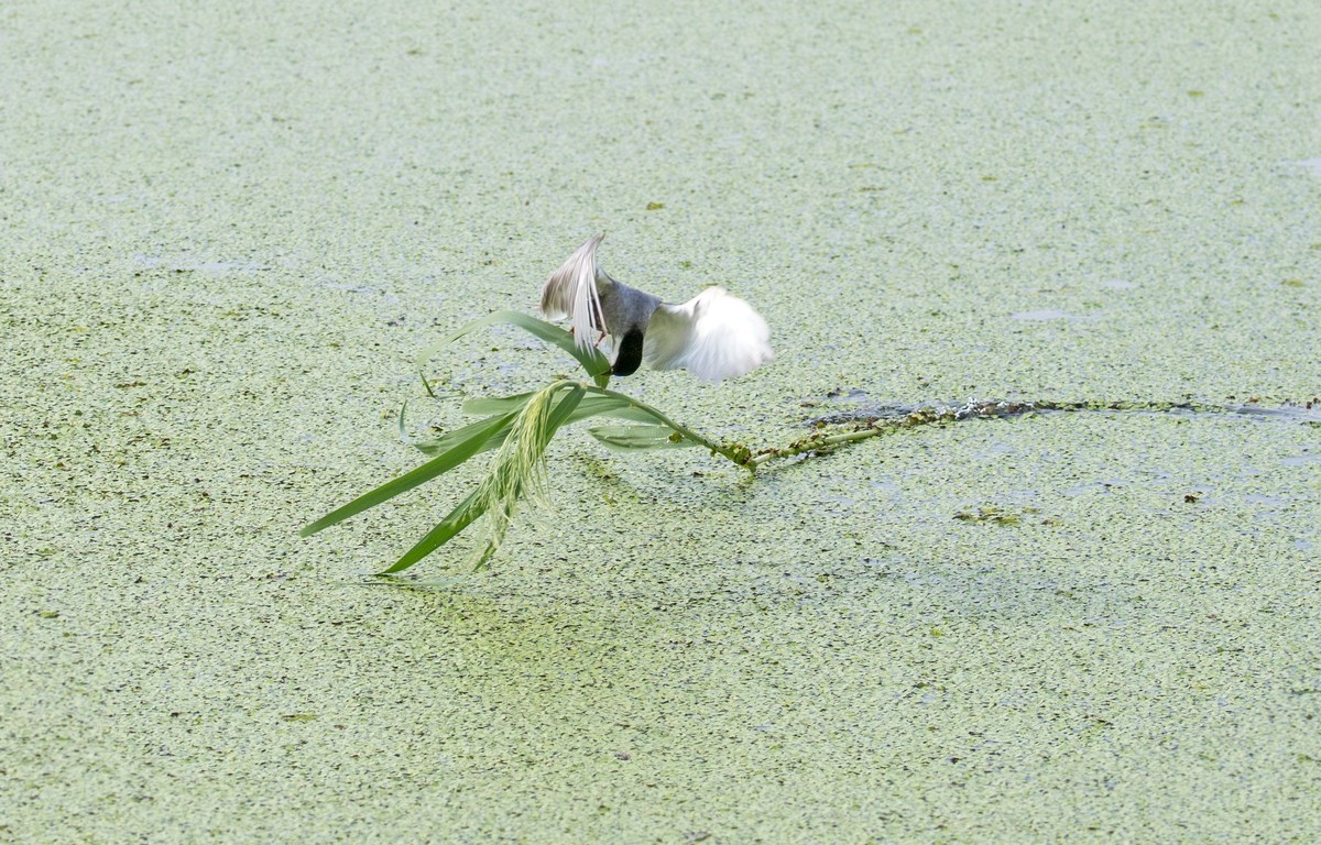 须浮鸥（二十二）