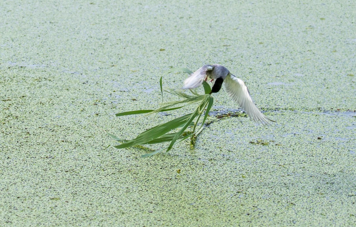 须浮鸥（二十二）