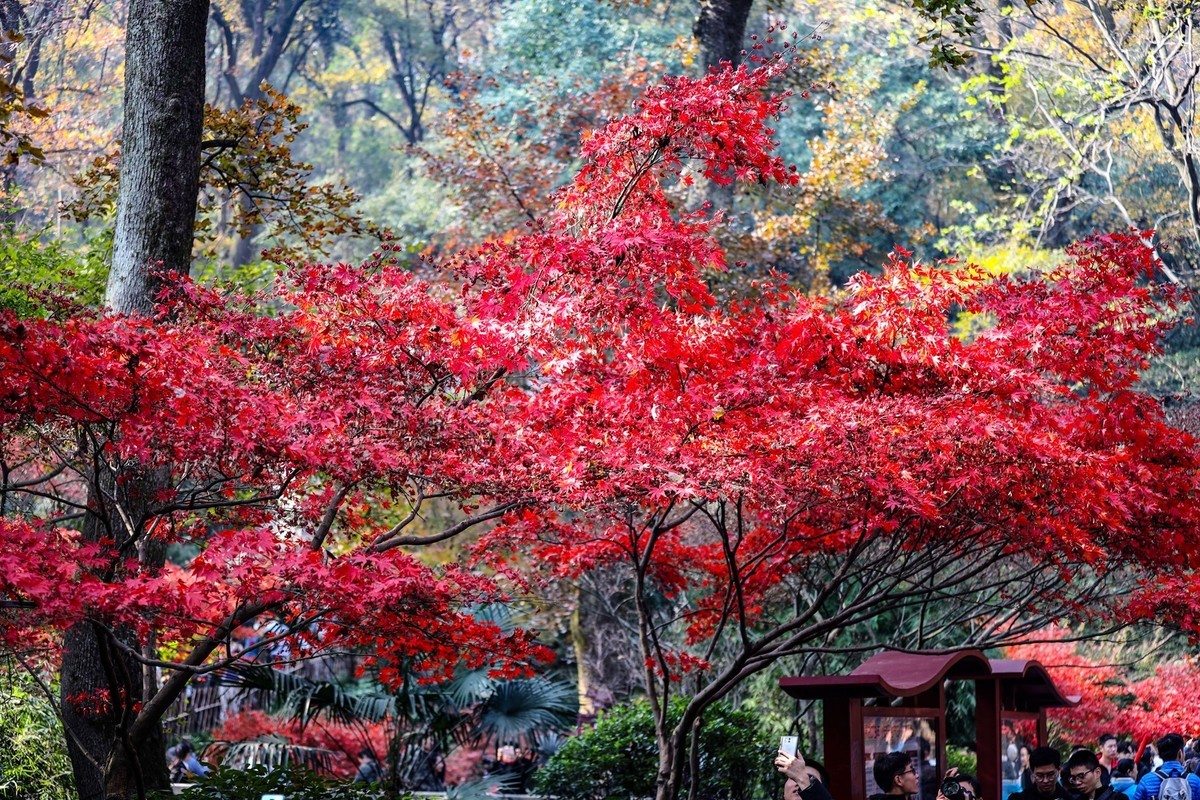 霜叶红于二月花--爱晓亭