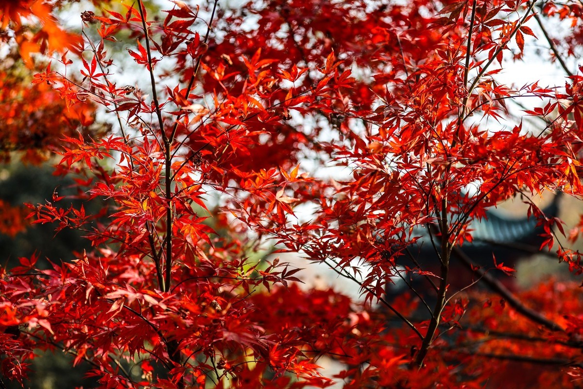 霜叶红于二月花--爱晓亭