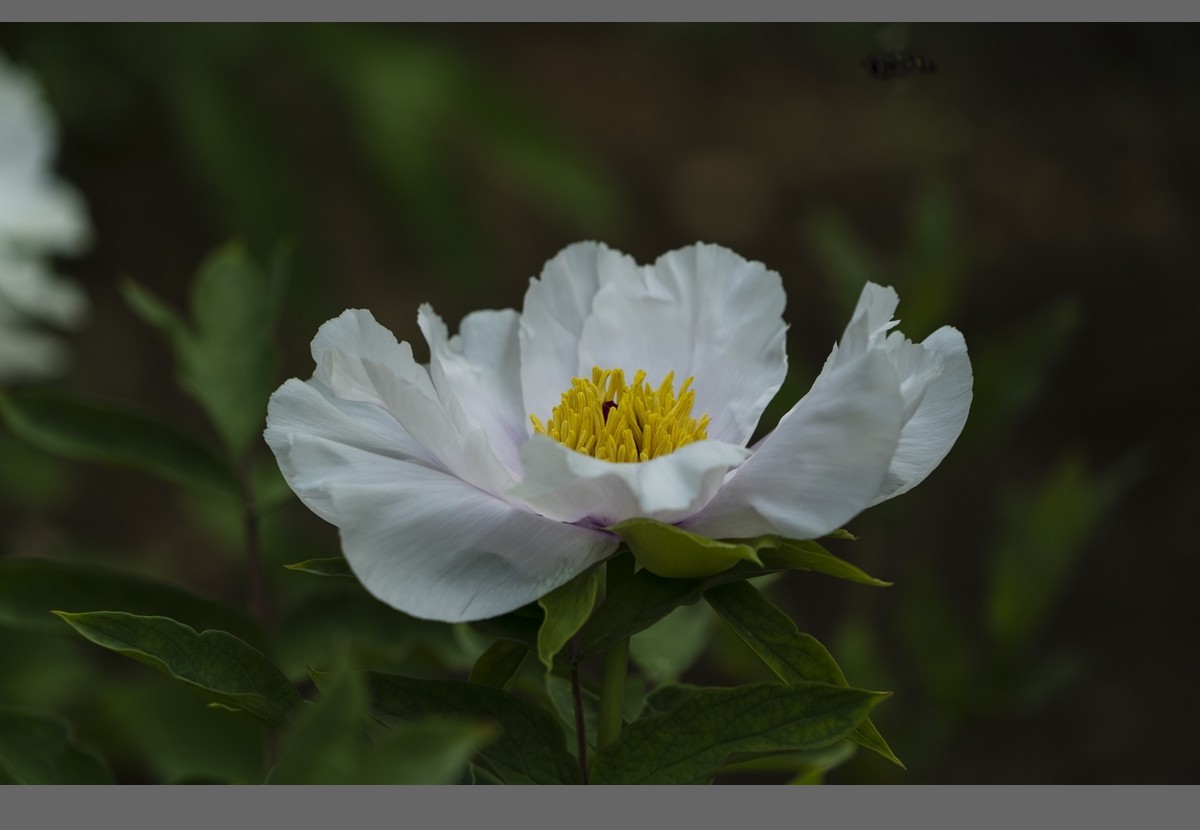 乙巳蛇年盛开的牡丹【2】