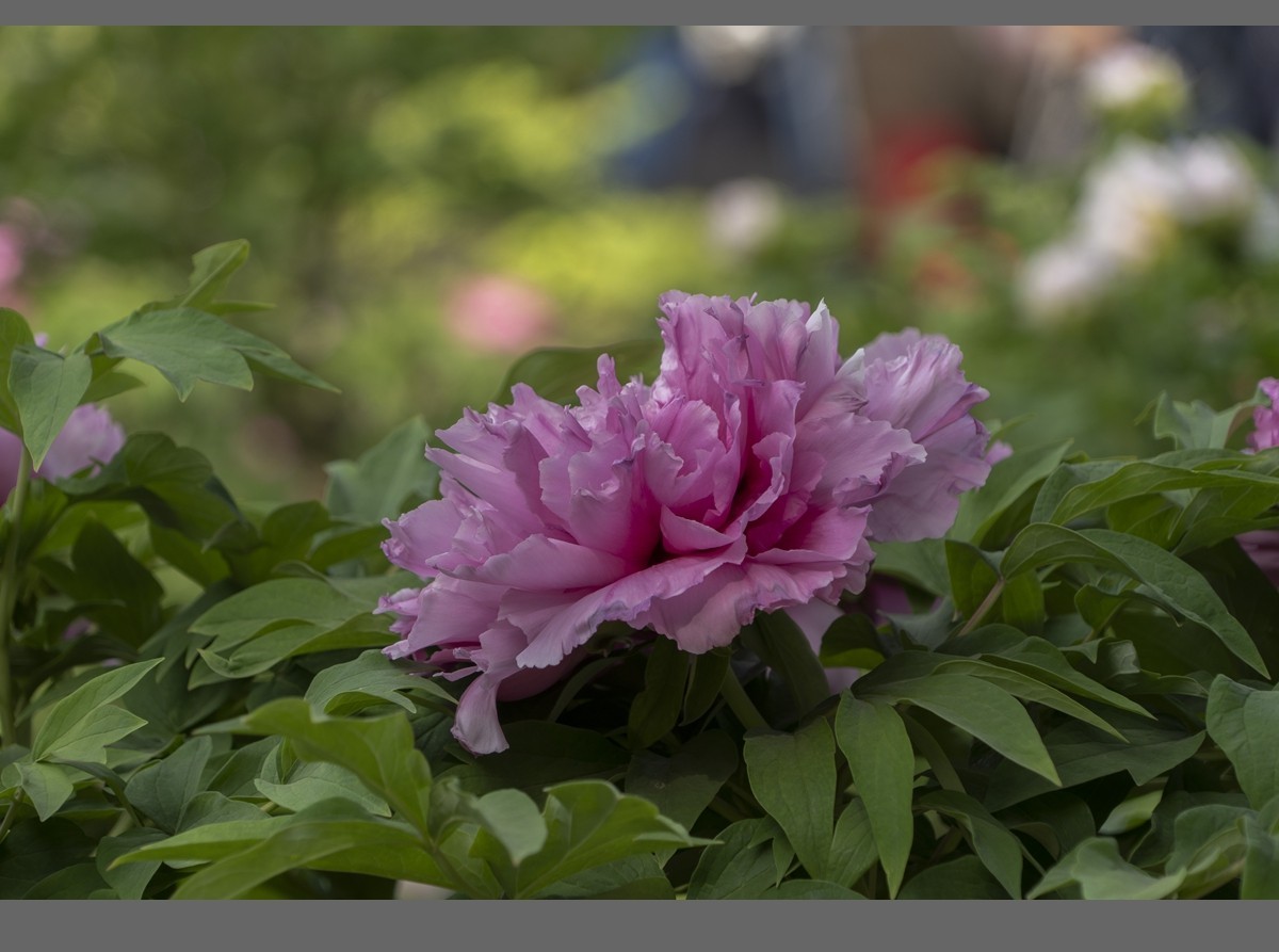 乙巳蛇年盛开的牡丹【2】